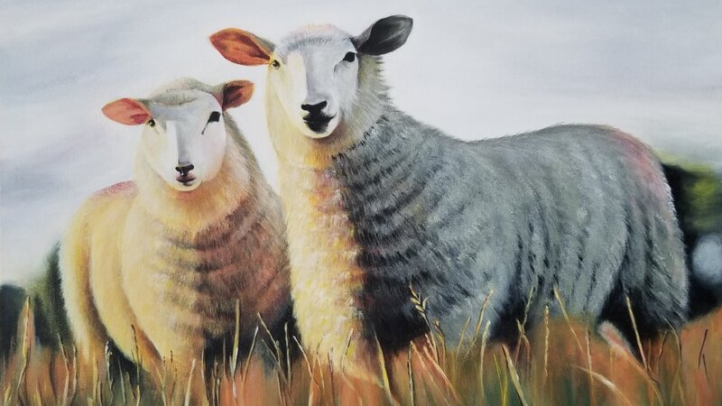 Sheep