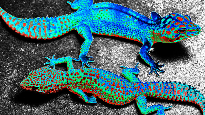 leopard geckos' solarized 