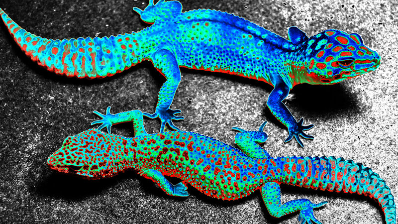 leopard geckos' solarized 