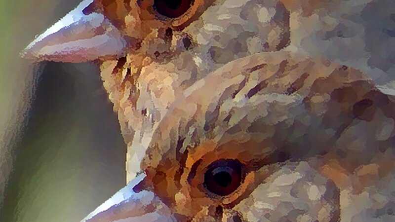 SPARROWS