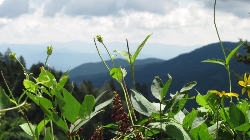 Mountain Wildflowers