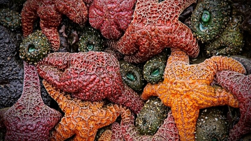 Starfish