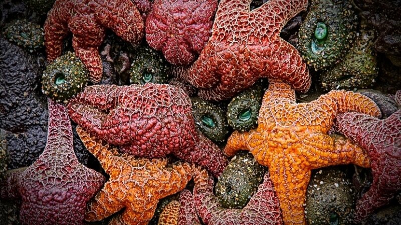 Starfish