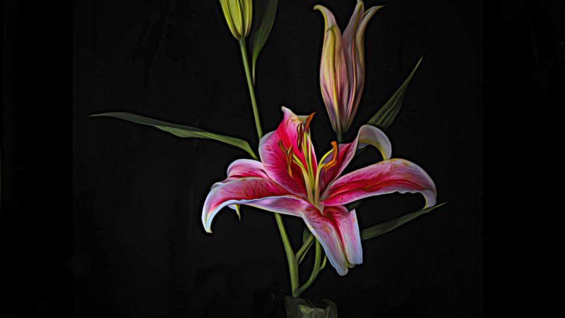 Stargazer Lily