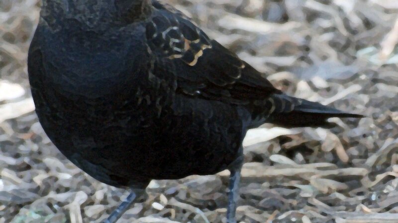 Starling 2