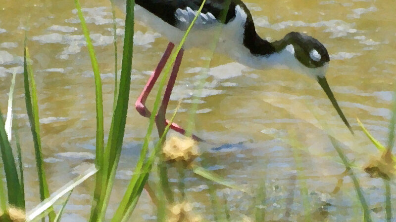 Black Necked Stilt 2