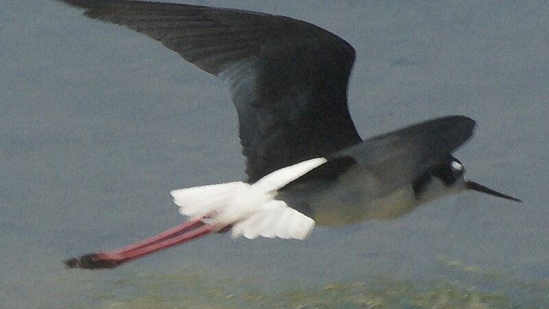 Black Necked Stilt 3