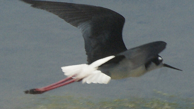Black Necked Stilt 3