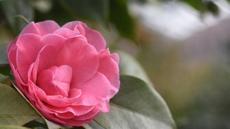 Camellia