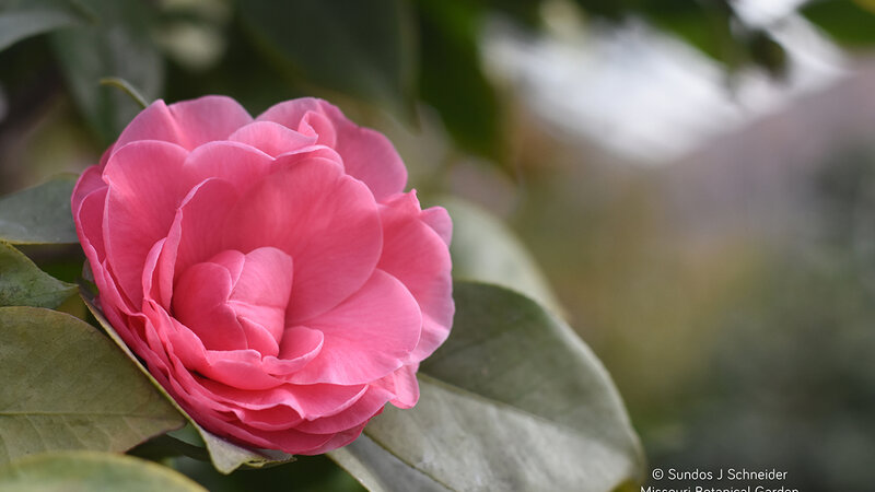 Camellia