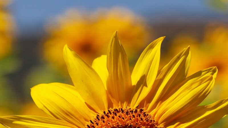Sunflower Image 