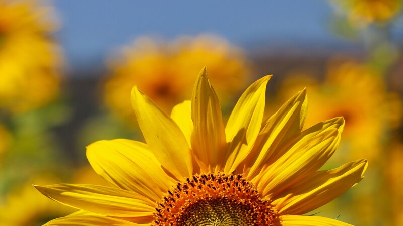 Sunflower Image 