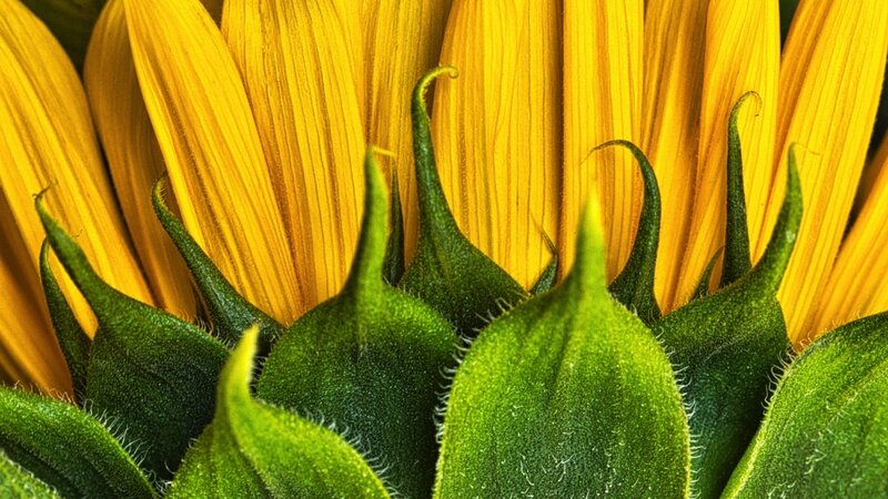Image of parts of a sunflower