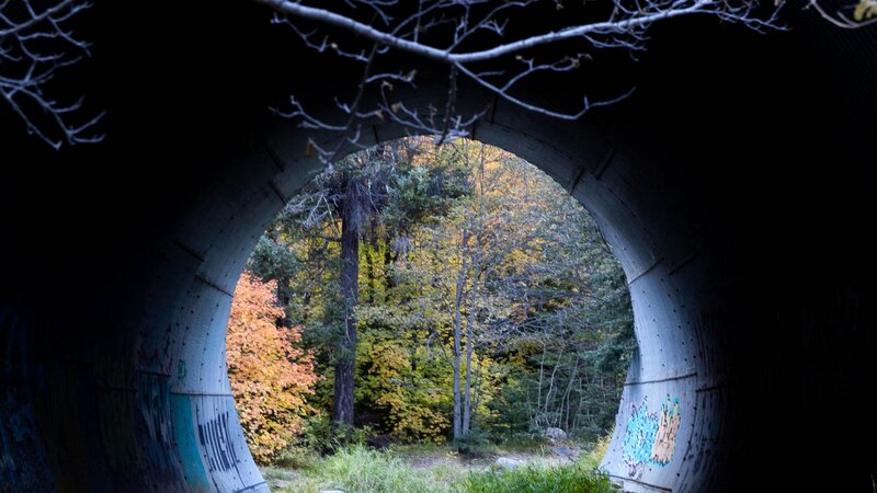 Autumn on Mt Lemmon