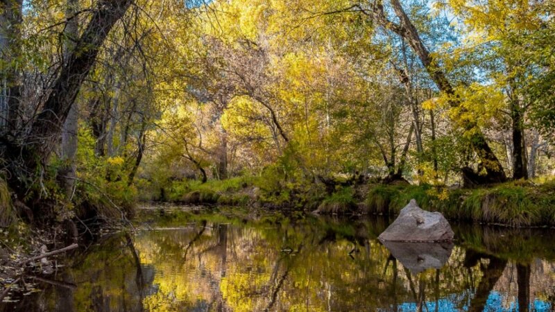 Autumn Leave in Northern AZ