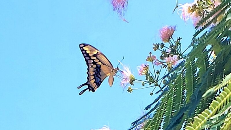 Swallowtail's Mimosa