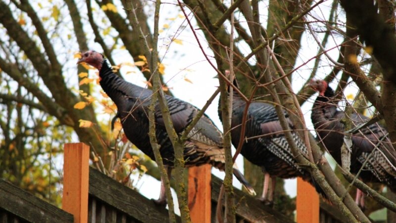 Three (ducks) in a row?