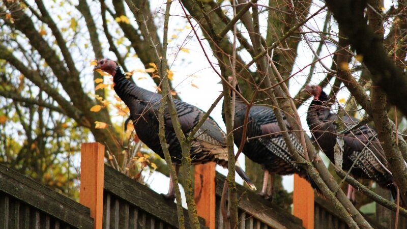 Three (ducks) in a row?