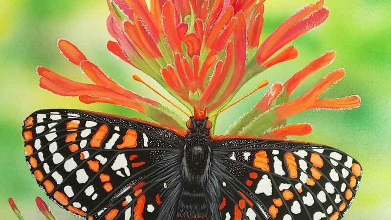 Taylor's Checkerspot Butterfly