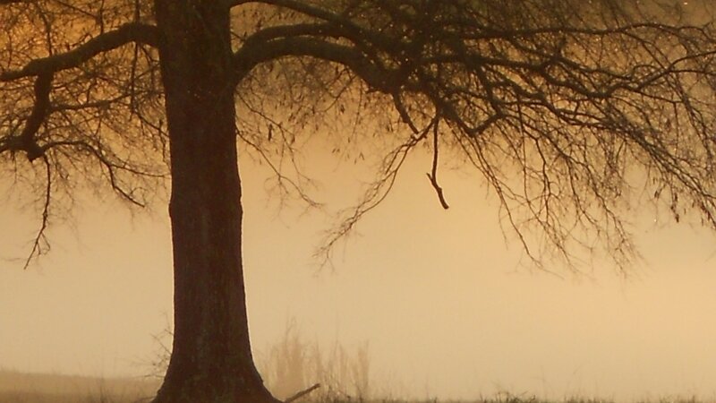 Winter Pond III