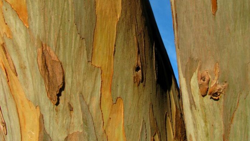 Tree Abstract