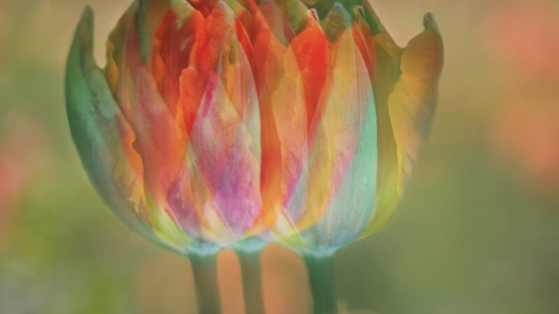 Creative image of a tulip
