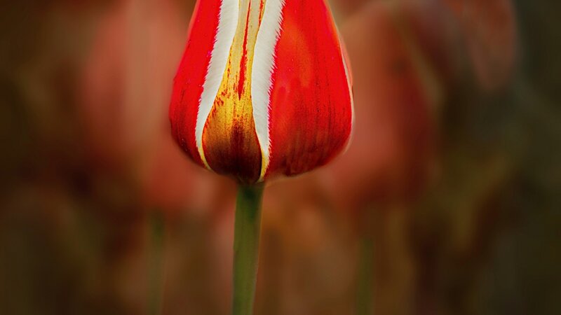 Image of a red and white tulip