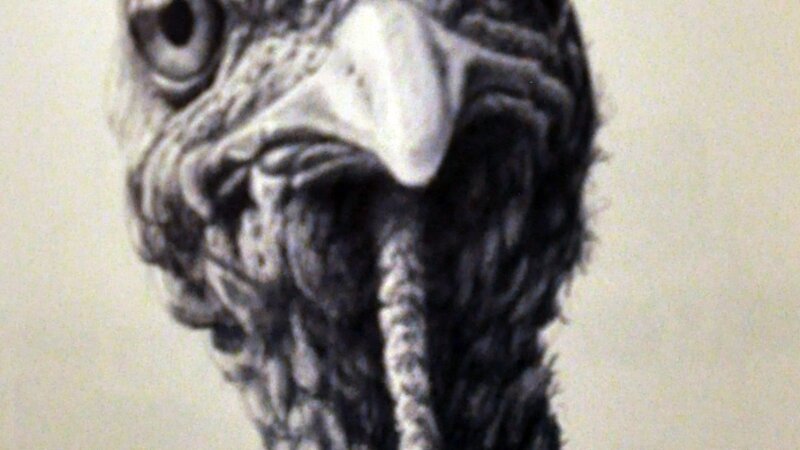 turkey, bird
