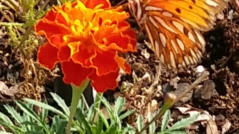 Butterfly feeding