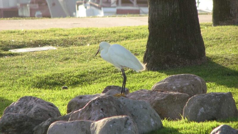 Snowy Egret at Ventura Harbor