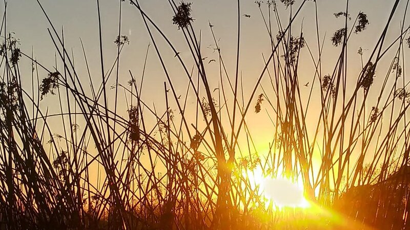 Ventura Water Treament Wildlife