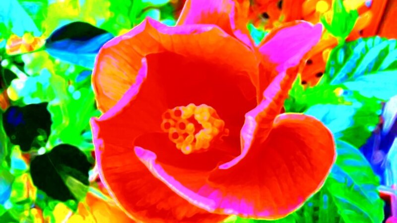 The colorful tulip