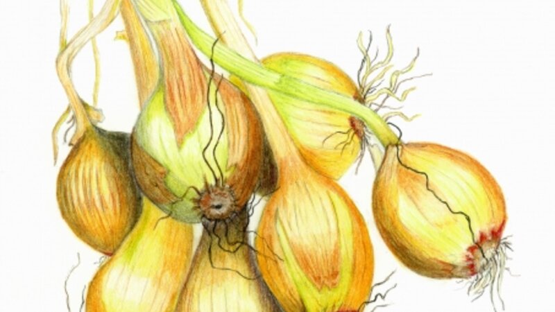 colored pencil drawing of garden onions