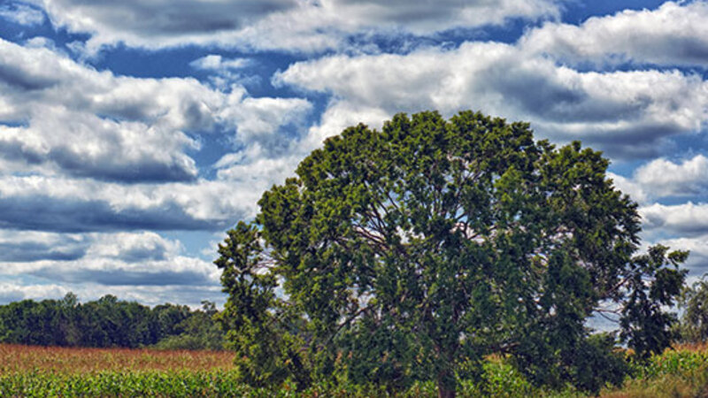 Wedding Tree