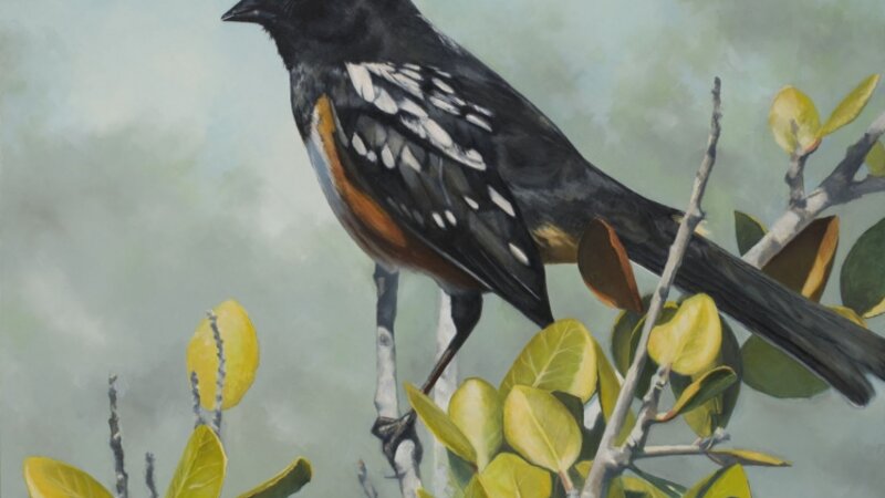 Western Towhee