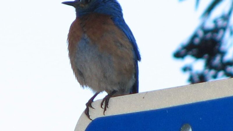 Western Blue Bird Lake Casitas