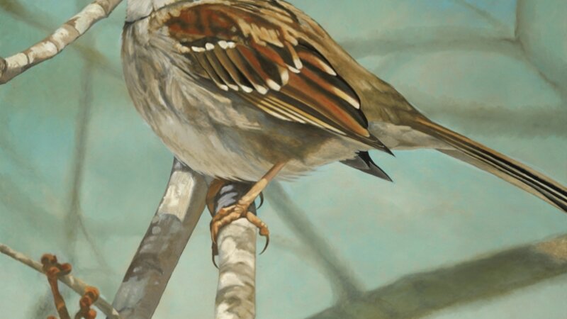 white-throated sparrow