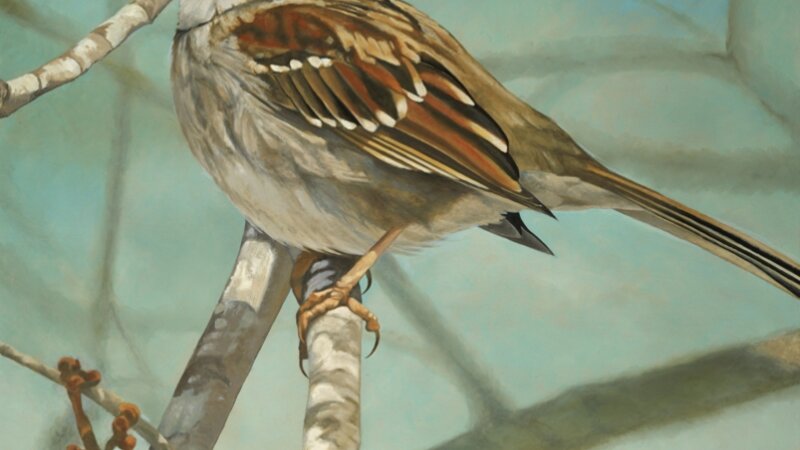 white-throated sparrow