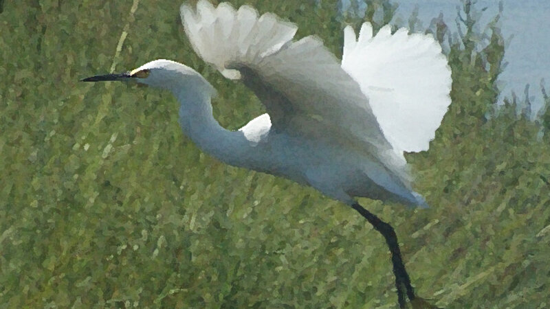 Great White Heron