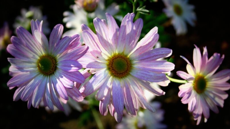 Morning Glory