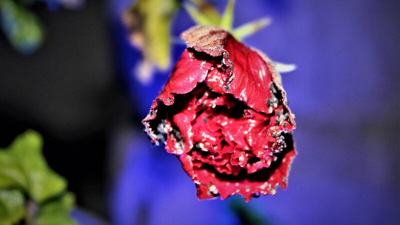 'Wilted Beauty'  by Brandon L. Santee