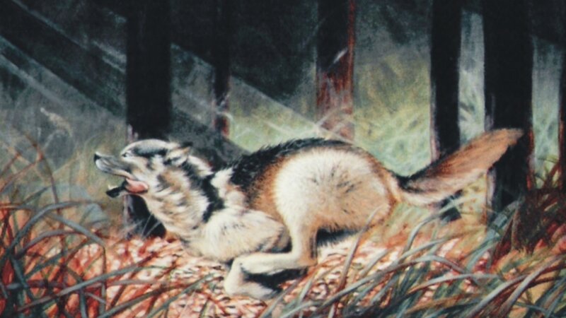 Wolf