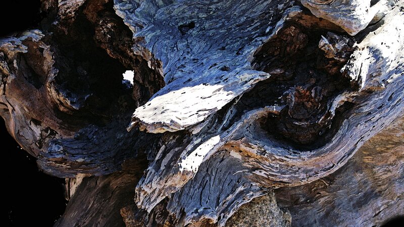 Driftwood 1