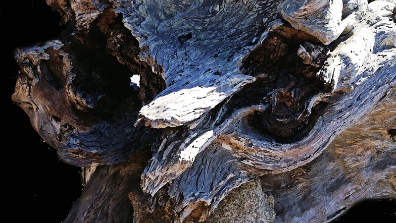 Driftwood 1