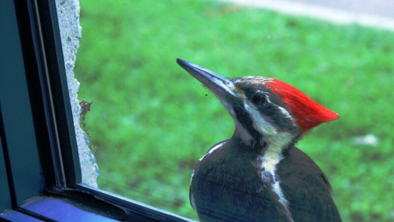 Woodpecker at my Window