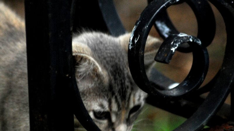 Peeking thru Wrought Iron