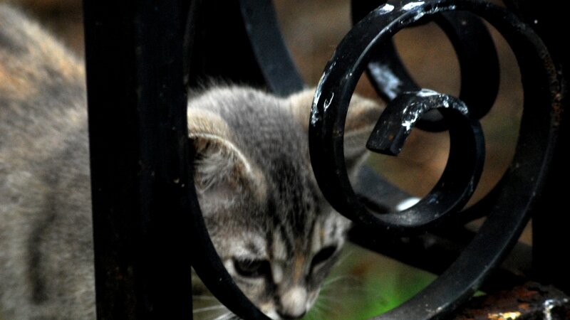 Peeking thru Wrought Iron