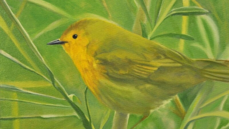 Yellow warbler on green