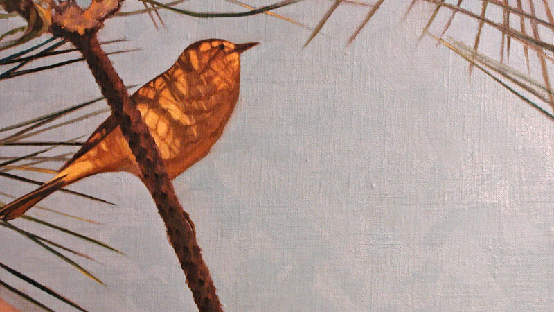 yellow warbler in pine shadows