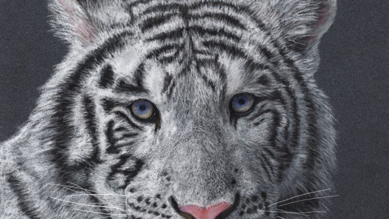 Zabu, White Tiger